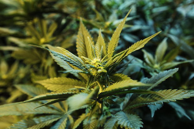 medical marijuana consumed in Arizona