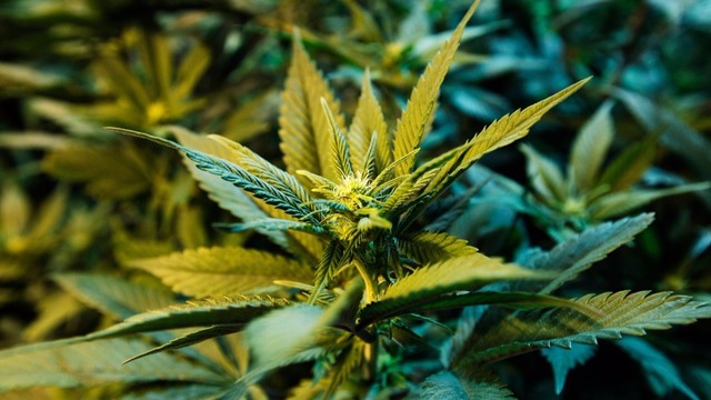 Legalize Marijuana in Arizona